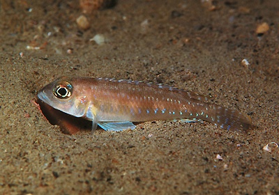 Lamprologus sp. 'ornatipinnis zambia' Cape Kachese